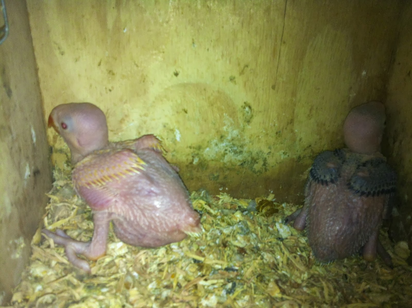 Parrot Breeding: Chick Progress - Indian Ringnecked Parrot